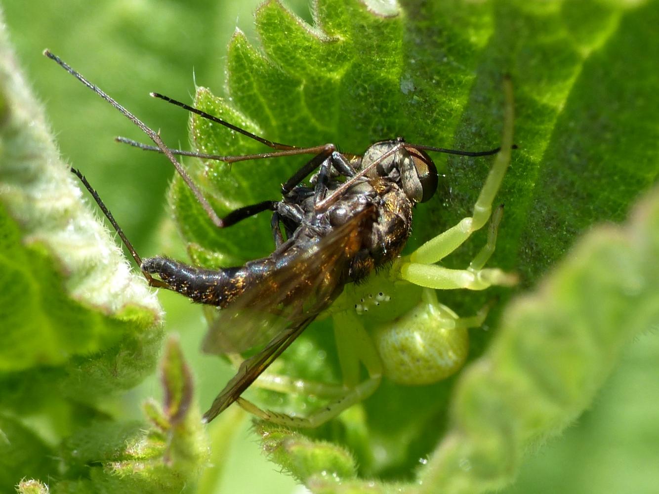 Carrellata di Ebrechtella tricuspidata - Roma